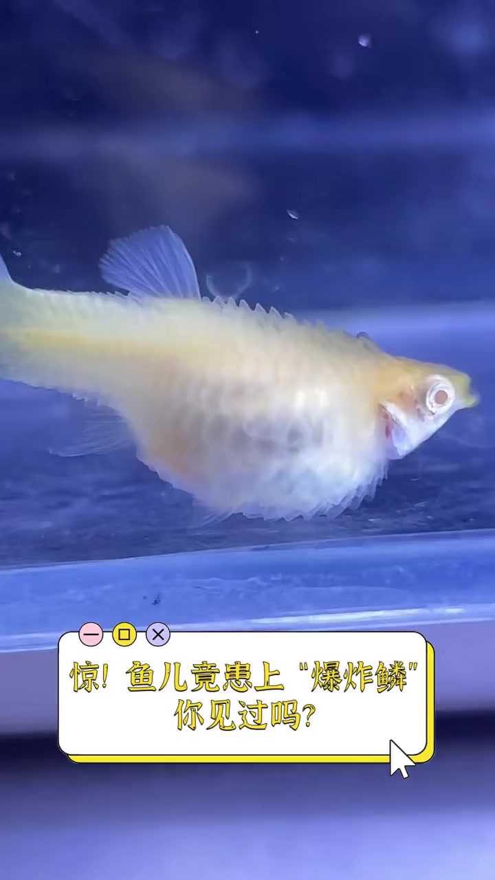 惊!鱼儿竟患上“爆炸鳞”,你见过吗?