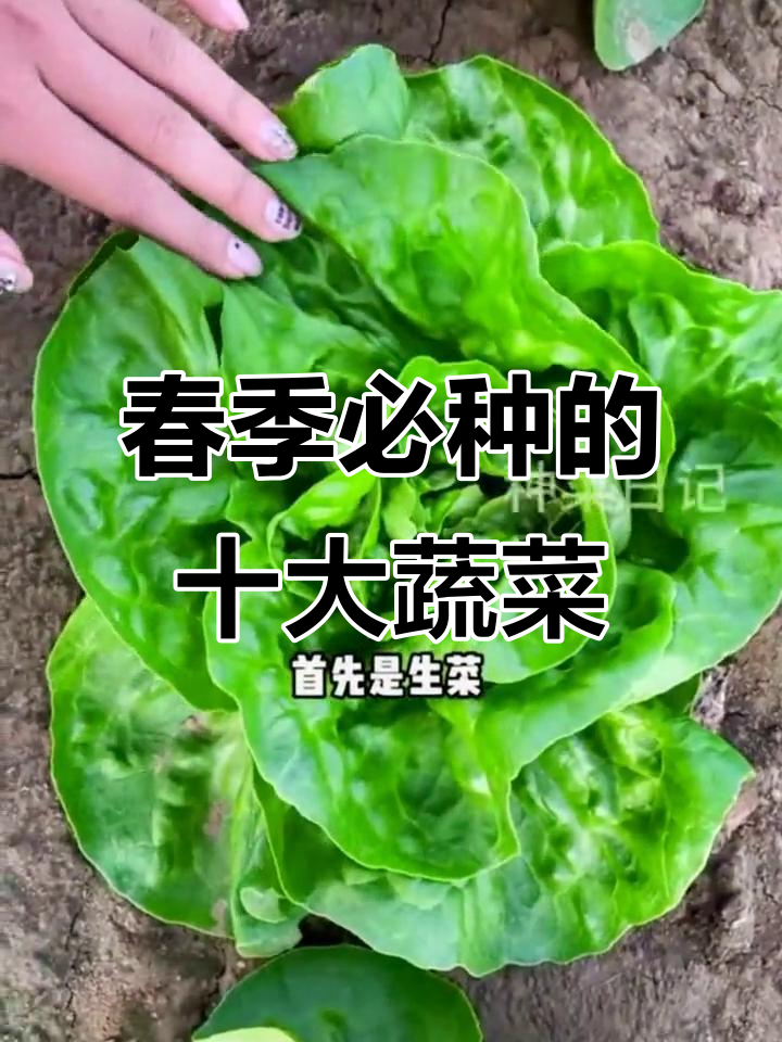 二月份适合种植的十种蔬菜,生菜土豆油麦都在其中