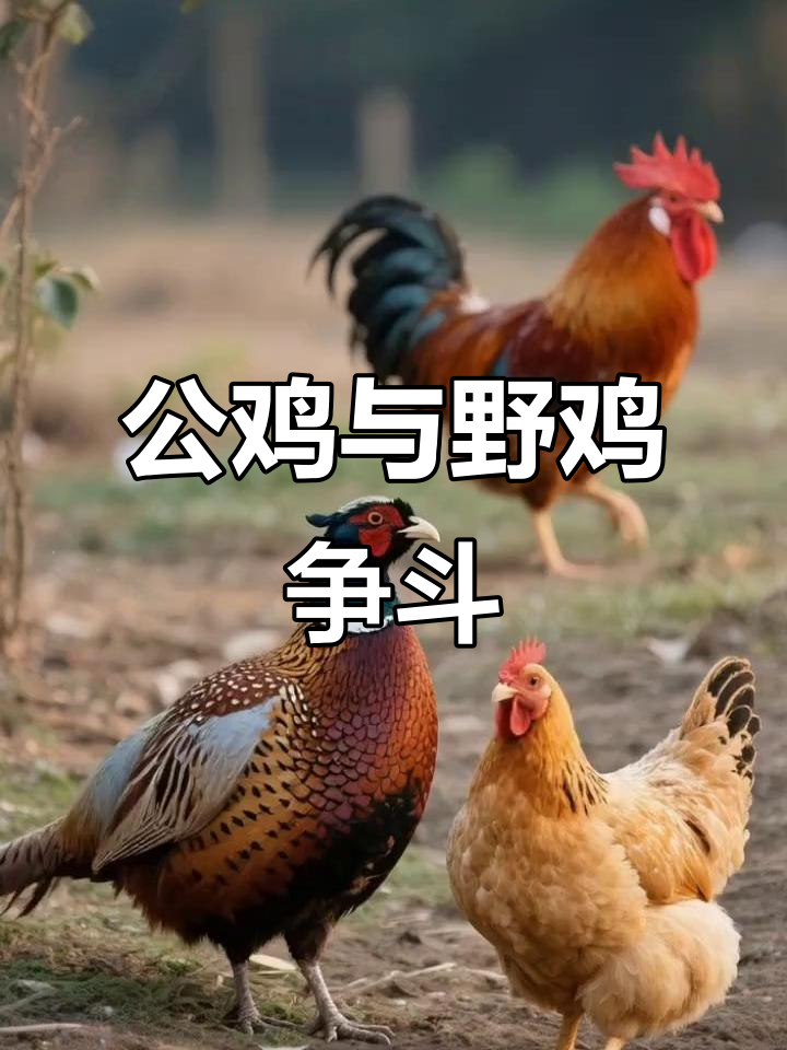 公鸡的婆娘被野鸡缠住，黄果树瀑布下的奇特叫声