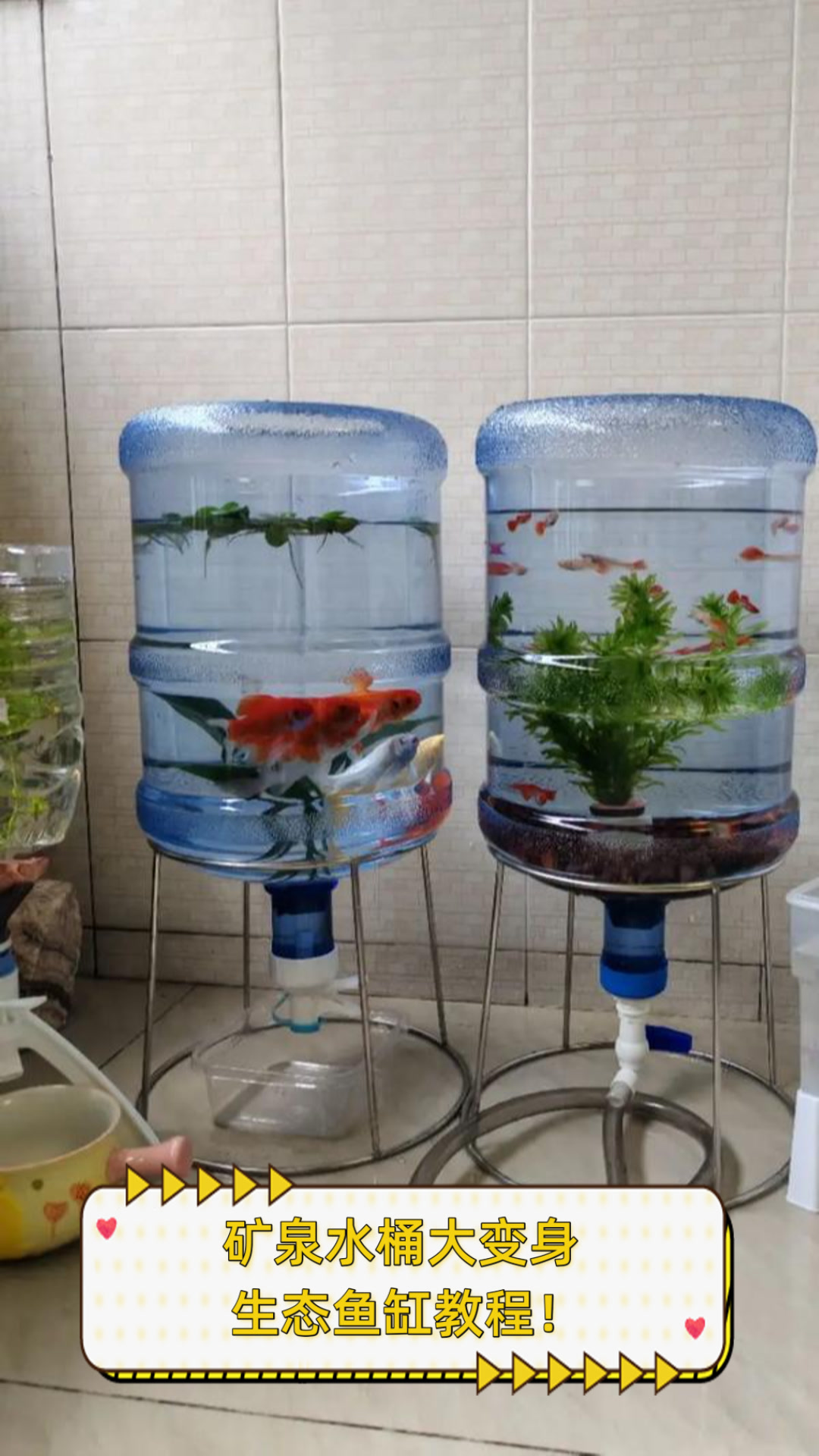 矿泉水桶大变身,生态鱼缸教程!