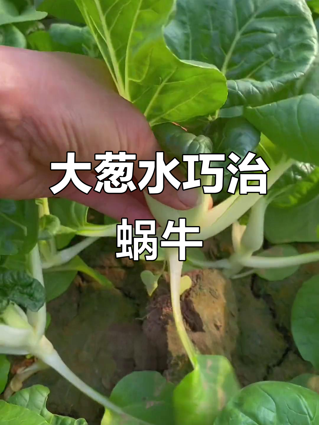 菜地蜗牛成灾？教你用大葱、白醋和辣椒轻松驱赶
