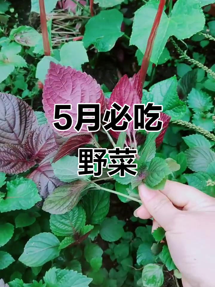 五月野菜推荐:紫苏与车前草,清热解毒又美味