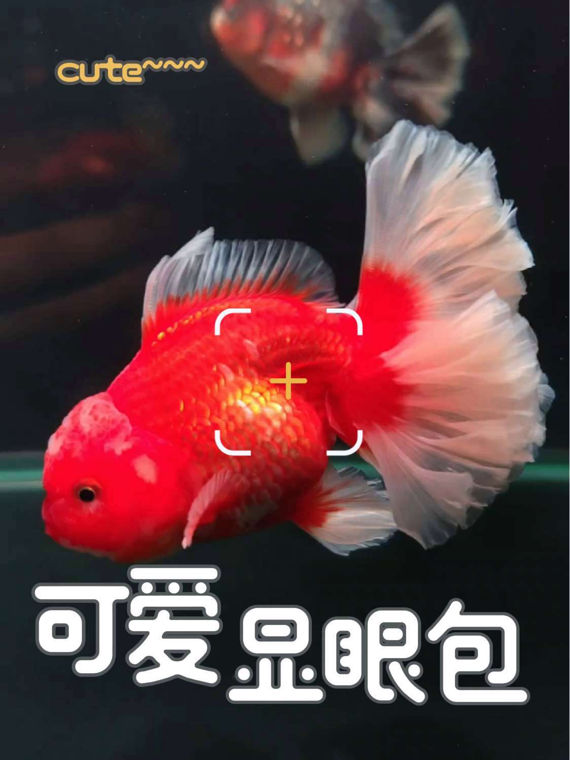 太喜欢这种泰狮金鱼尾巴了,期待未来的样子 泰狮 百褶尾泰狮金鱼 泰狮金鱼 养鱼日记