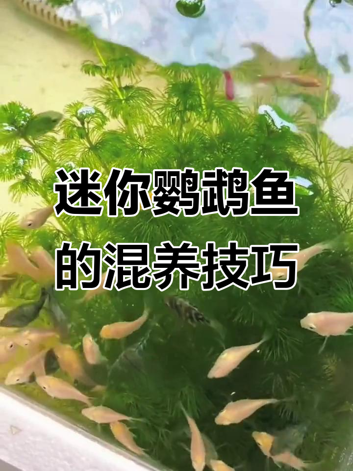 迷你鹦鹉鱼能与其他小型鱼类混养吗?如何避免冲突