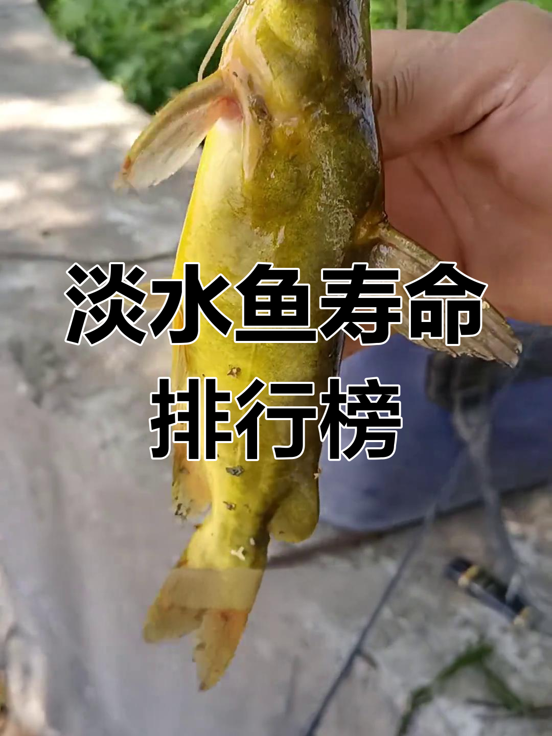 淡水鱼类寿命大揭秘,你能活过它们吗?