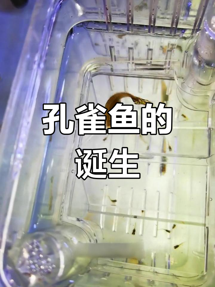 孔雀鱼繁殖揭秘:卵胎生过程
