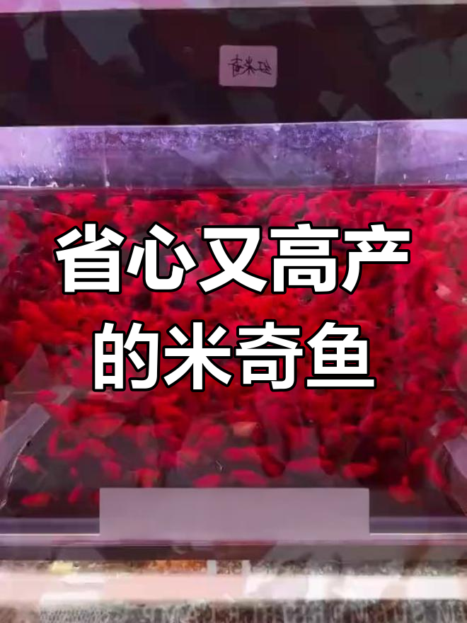 米奇鱼:超强繁殖力与适应性的神奇观赏鱼