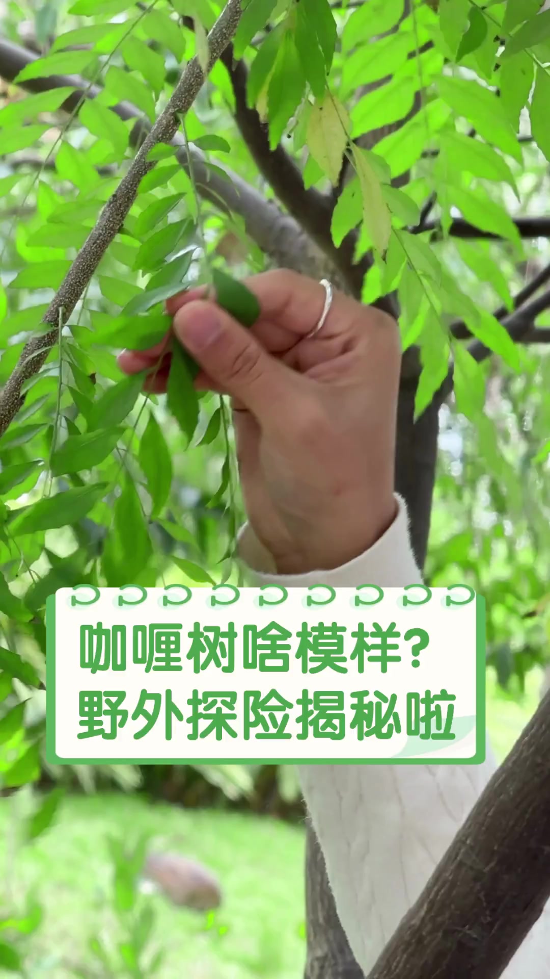 咖喱树啥模样?野外探险揭秘啦