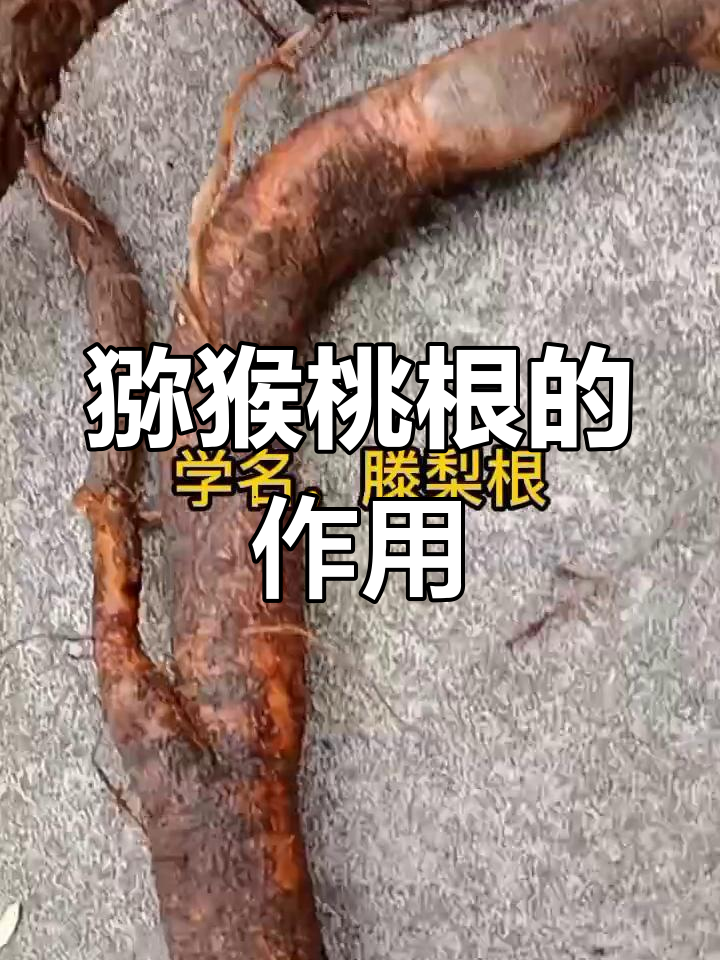 野生猕猴桃根的医疗功效与应用