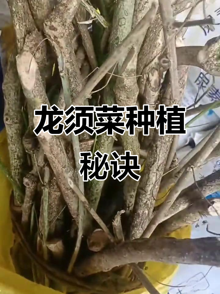 龙须菜种植小技巧,轻松搞定!