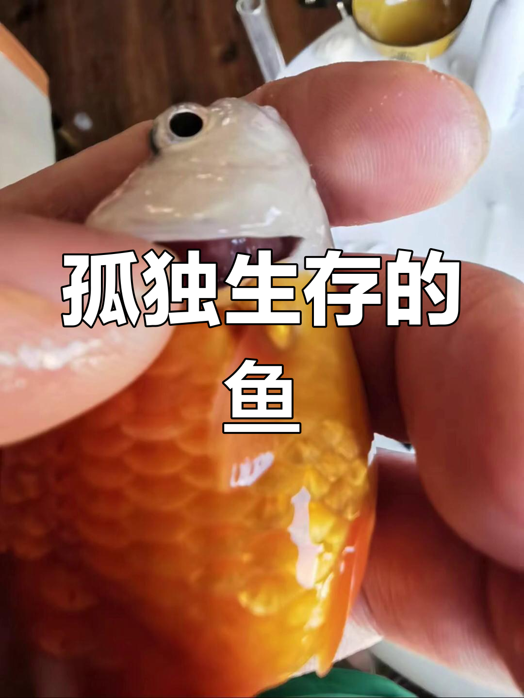 见过只剩一条鱼的渔场吗?腮烂一半,奇迹般独自存活