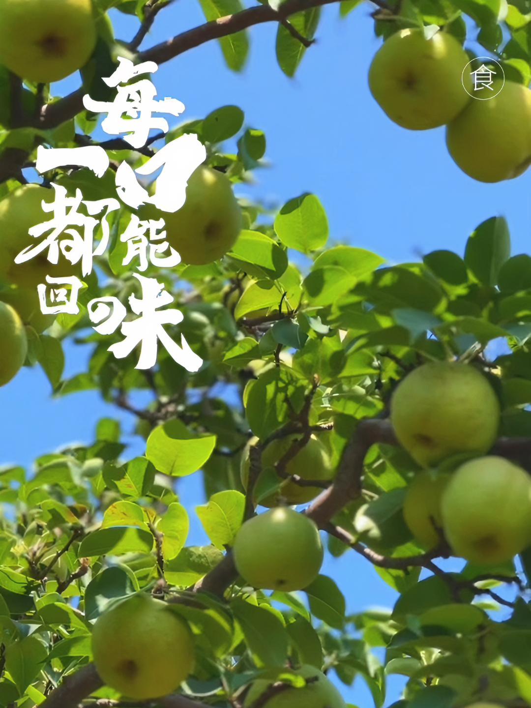 吃出小时候的味道!云南宾川蜂糖梨,生长在海拔2000多米高山上的老品种,即将上市,尽情期待