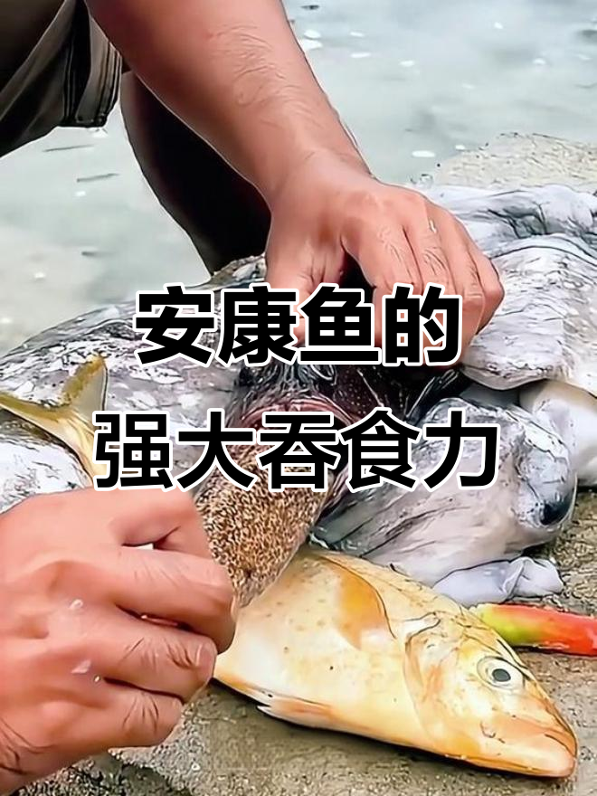 安康鱼吞食惊人,竟能吞噬长鳗!