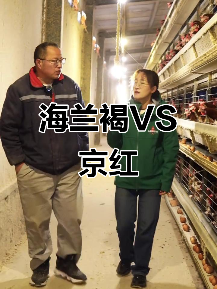 海兰褐与京红蛋鸡优缺点大比拼,哪个更胜一筹?