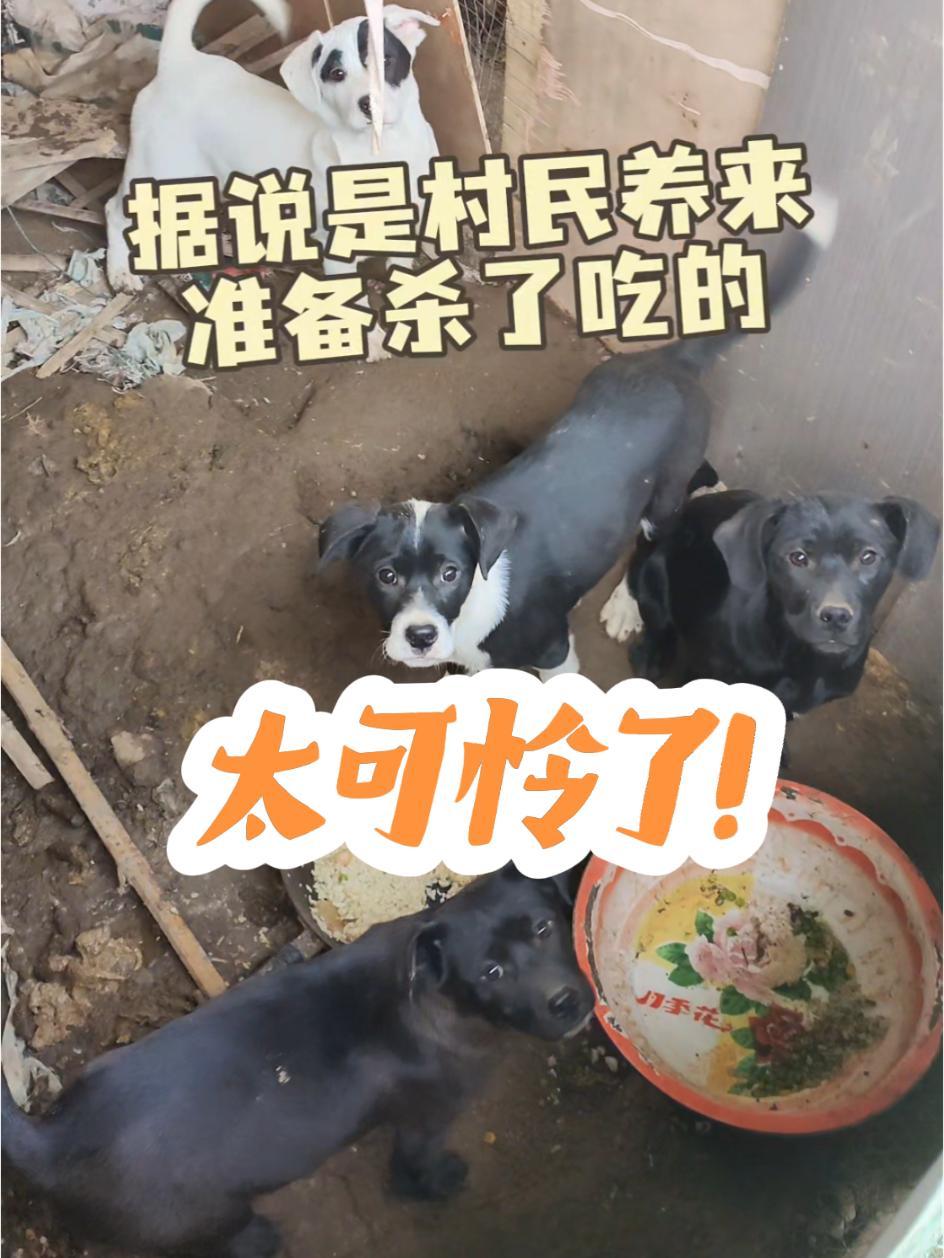 在乡下亲戚家附近看到一窝以后宰杀吃肉的兴华田园犬,太可怜了!实在是家里有狗子了,否则肯定至
