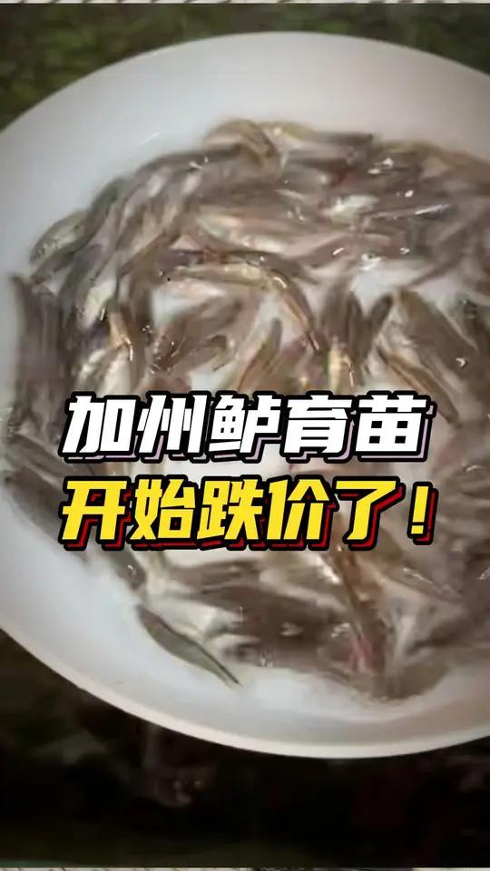 反季节投苗高峰期,加州鲈鱼苗价格有所下跌,明年的行情你怎么看