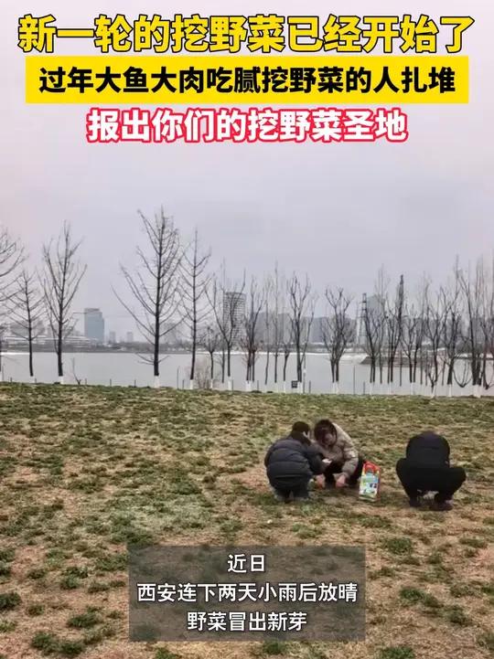 新一轮的挖野菜已经开始了～过年大鱼大肉吃腻挖野菜的人扎堆!报出你们的挖野菜圣地～