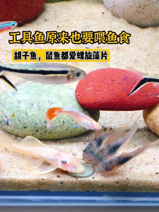 桌面鱼缸,工具鱼需要这样也喂,否则养不好!