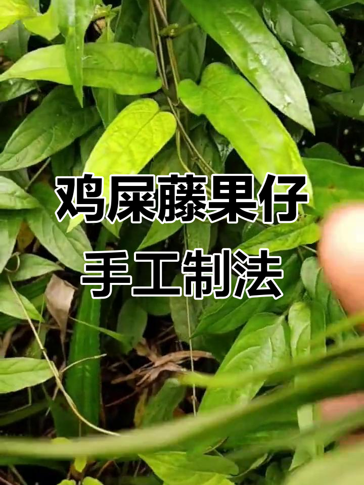 海南鸡屎藤果仔制作揭秘:从清洗到晒干的独特工艺