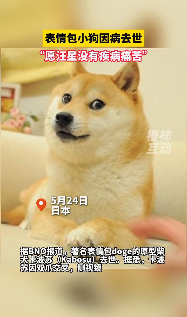 火爆全网的表情包小狗因病去世