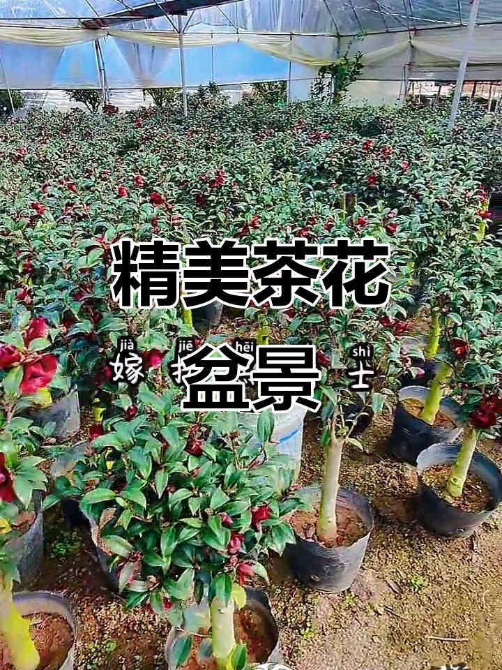 品种茶花盆景展示,花卉爱好者必看!