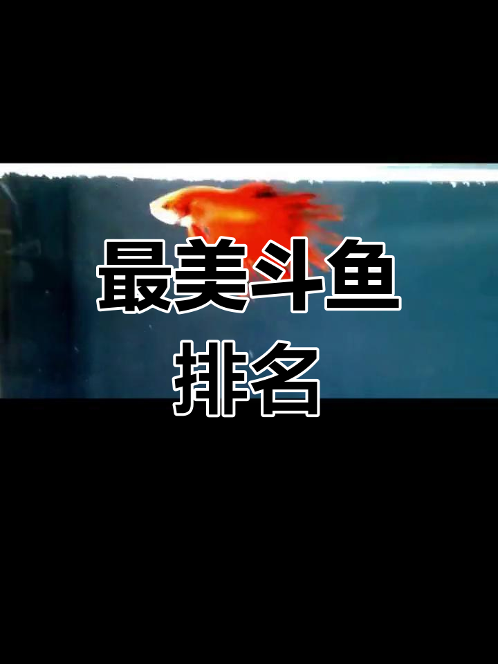 海洋最美斗鱼排行榜