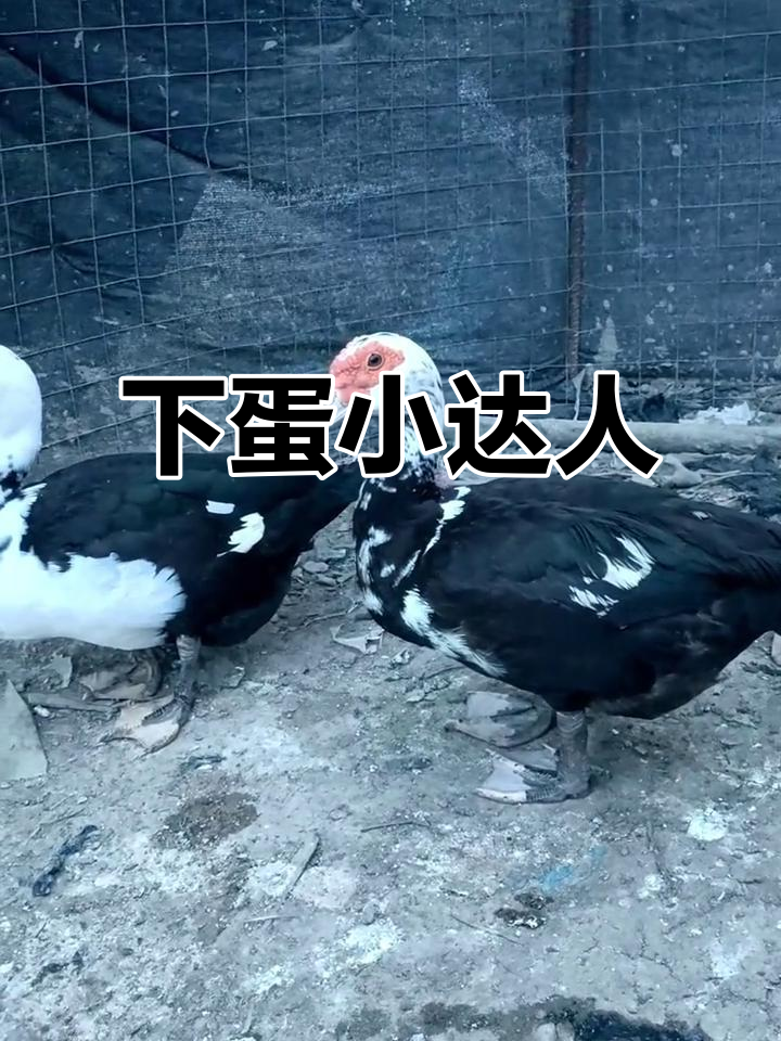 每天能捡十五个蛋,母番鸭下蛋效率惊人!