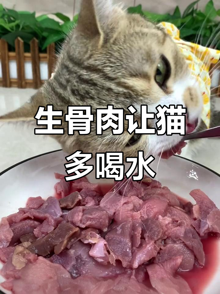 猫咪不爱喝水?试试生骨肉喂养,效果惊人!
