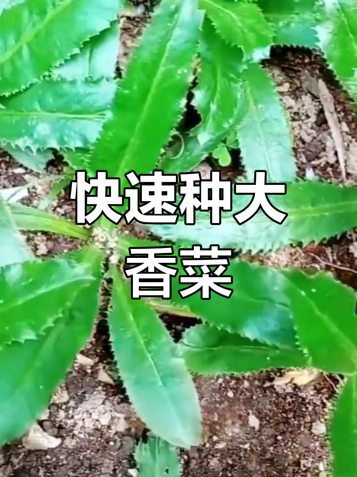 大芫荽:煮鱼炖汤必备香料,阳台小院轻松种植