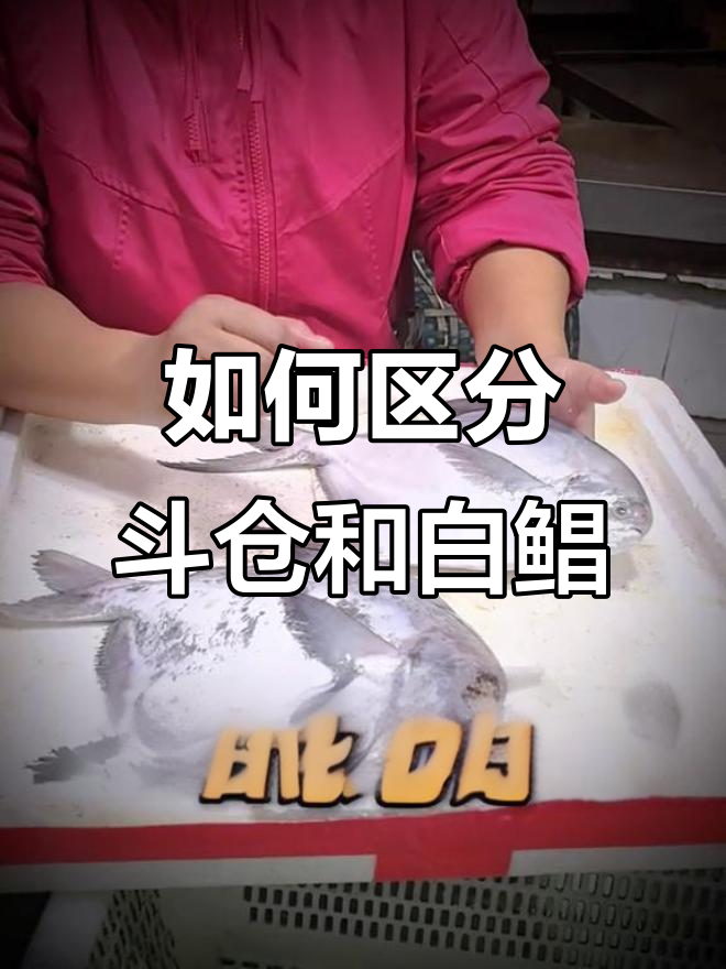 斗仓与白鲳的区别,如何分辨?