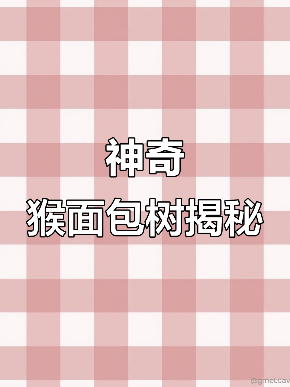 猴面包树:非洲的生命之树,如何储存水分与食物