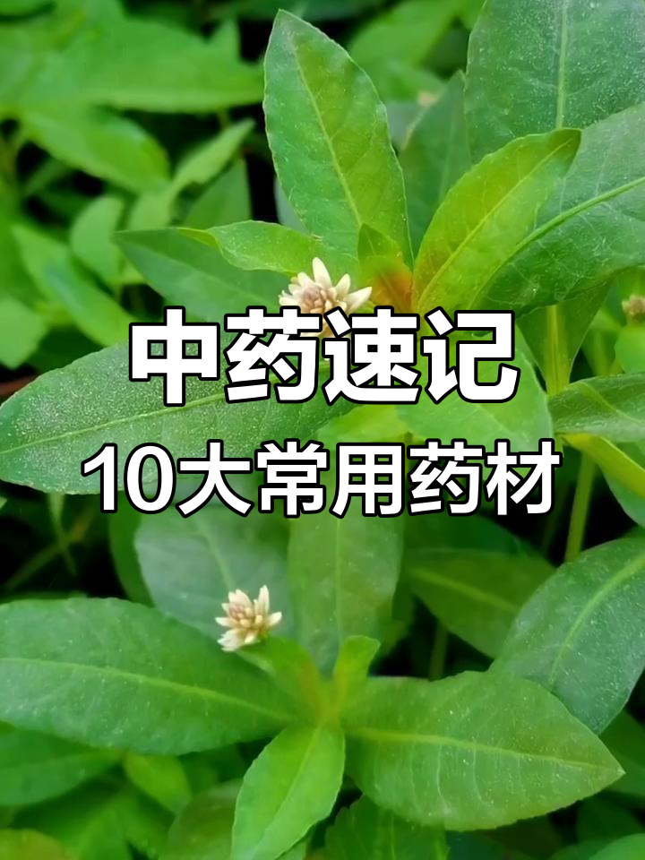 10种常见中草药,高清实拍带你快速了解
