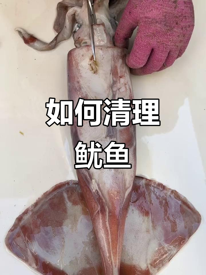 清洗鱿鱼全攻略,教你轻松去内脏和软骨