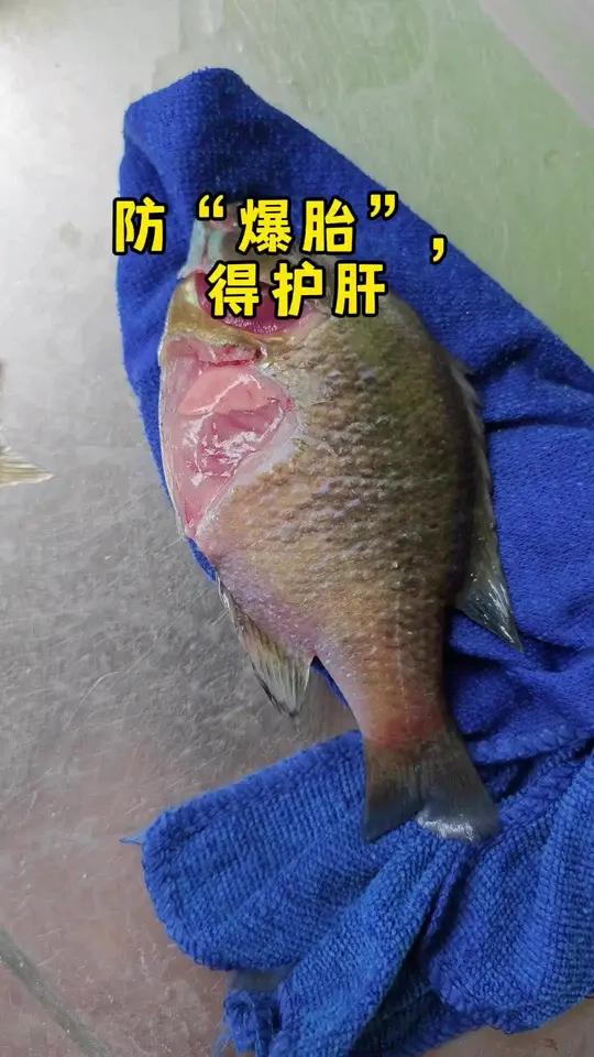 太阳鱼 蓝鳃太阳鱼 爆胎 护肝