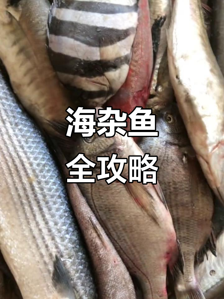 新鲜海杂鱼大揭秘,七到九种品种任你选
