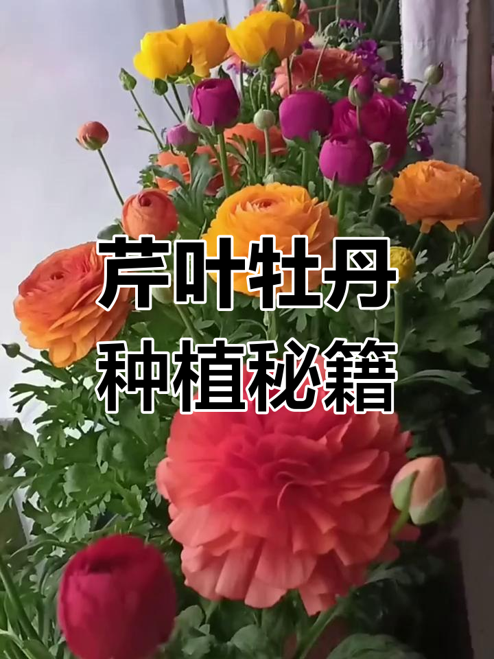 芹叶牡丹养护全攻略:从种子到开花,轻松掌握冷凉花卉的种植技巧