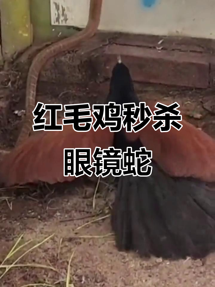 红毛鸡勇斗五米眼镜蛇,毒蛇被秒成盘中餐