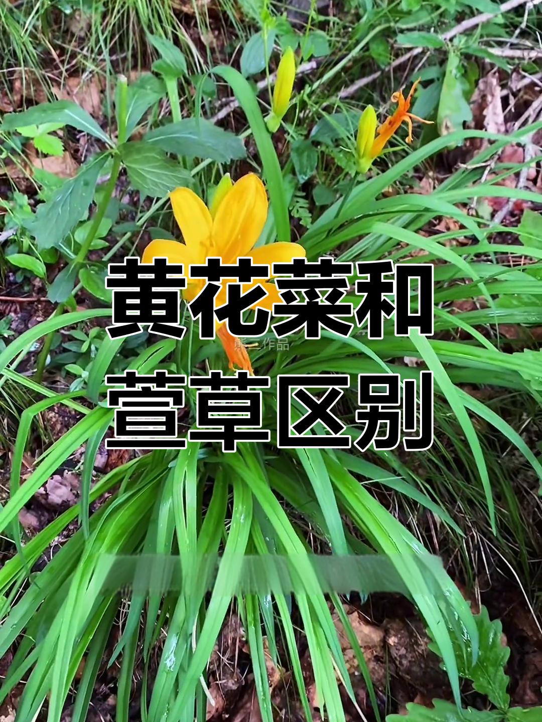 萱草与黄花菜的区别,如何正确食用?