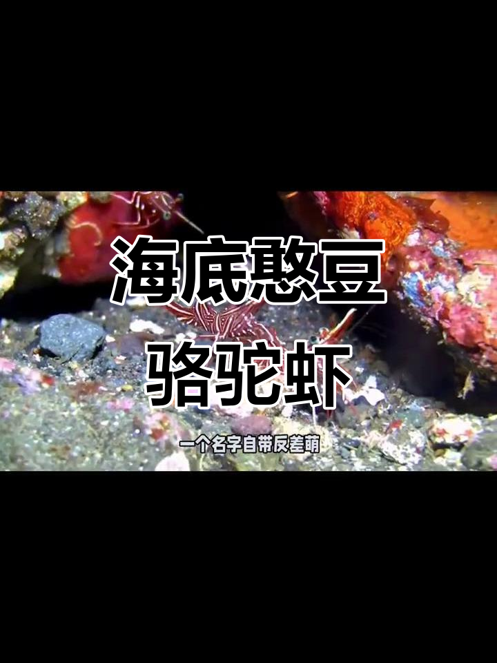 骆驼虾:神秘海底的搞笑小精灵,双胞胎兄弟薄荷虾大揭秘