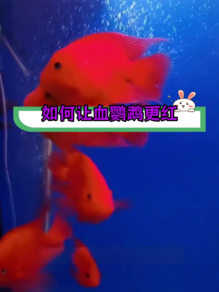 血鹦鹉鱼发色技巧,解决变白问题