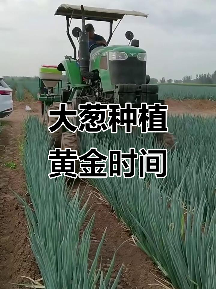 北方大葱种植最佳时机与技巧,掌握这些让你事半功倍