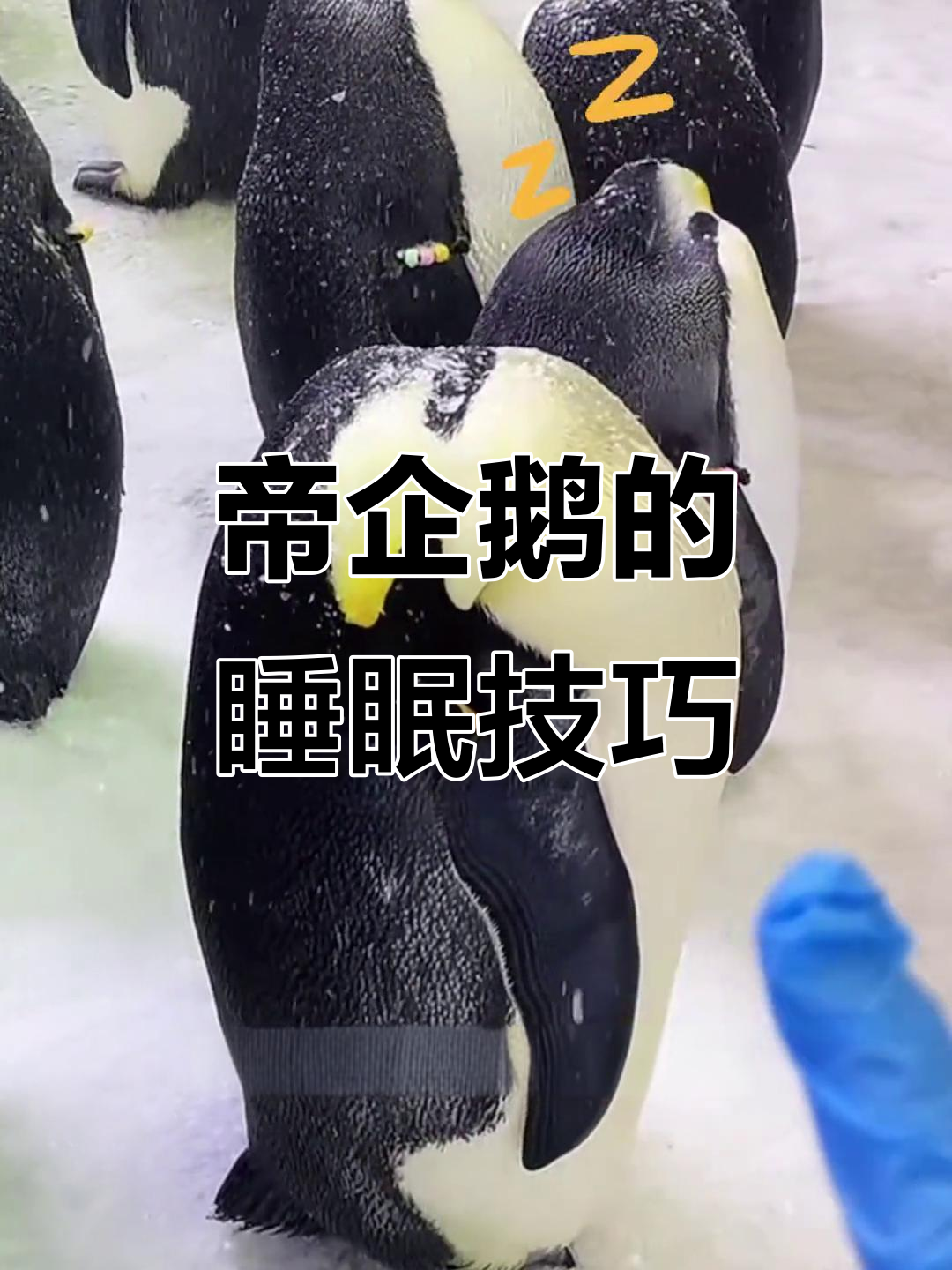 帝企鹅睡觉倒挂嘴，竟然能防止落枕？