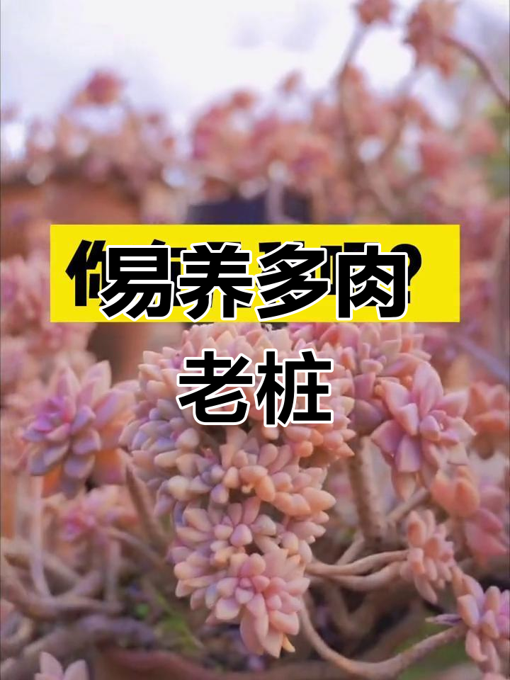 12种最易养成老桩的多肉植物