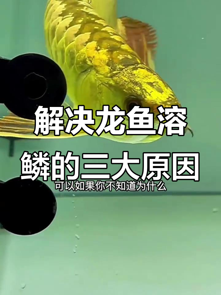 龙鱼鳞片脱落？水质、营养和细菌问题全解析