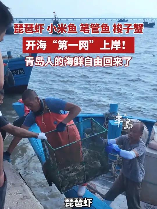 琵琶虾、小米鱼、笔管鱼、梭子蟹,开海“第一网”上岸,青岛人的海鲜自由回来了(半岛全媒体记者