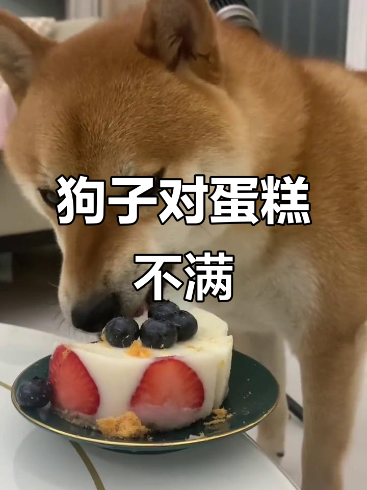 狗狗生日蛋糕不满意,许愿愿望竟然是……