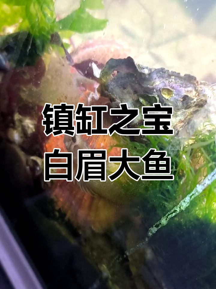 白眉大鱼与海参的海洋家园,螃蟹大哥强势登场