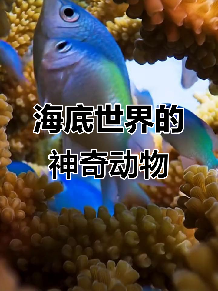 深海神秘猎手,章鱼与海怪的对决