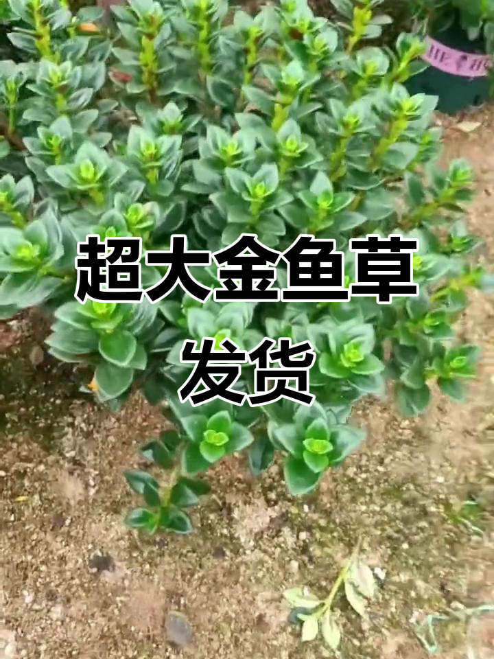 金鱼吊兰超大冠幅,花苞满满,超值直发花卉基地现场实拍