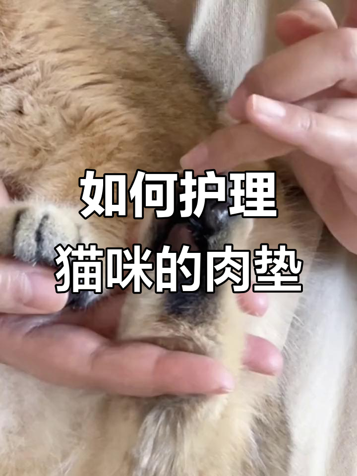 猫咪肉垫干裂怎么办?润角膏让脚掌嫩滑如初